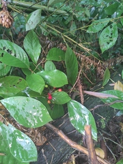 Lindera reflexa