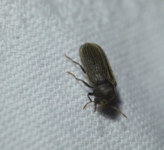 Hemicoelus