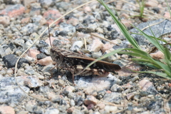 Pardalophora phoenicoptera