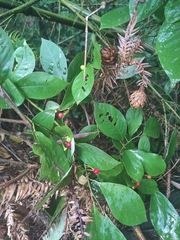 Lindera reflexa