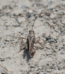 Pardalophora phoenicoptera