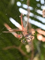 Trichonephila clavipes
