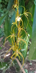Brassia caudata