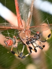 Trichonephila clavipes