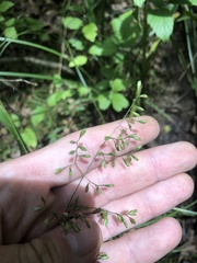 Festuca paradoxa