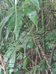 Arisaema erubescens
