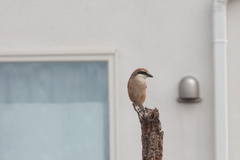 Lanius bucephalus