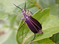 Epicauta cinerea-group