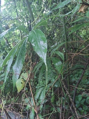 Arisaema erubescens