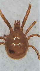 Berzercon ferdinandi