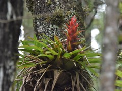 Tillandsia imperialis