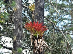 Tillandsia imperialis