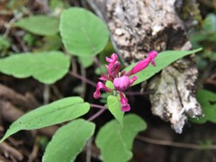 Salvia involucrata