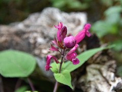 Salvia involucrata