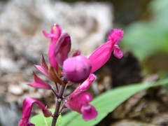 Salvia involucrata