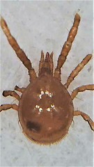 Berzercon ferdinandi