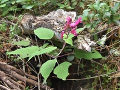 Salvia involucrata