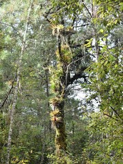 Tillandsia imperialis