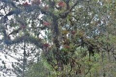 Tillandsia imperialis