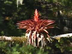 Tillandsia imperialis