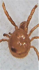 Berzercon ferdinandi