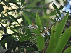 Rhynchostele rossii