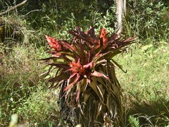 Tillandsia imperialis