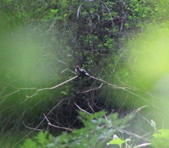 Eugenes fulgens