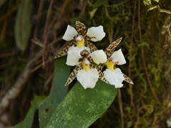 Rhynchostele rossii