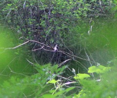 Eugenes fulgens