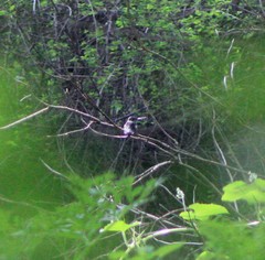 Eugenes fulgens