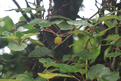 Actinidia chinensis