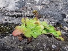 Pinguicula martinezii