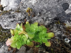 Pinguicula martinezii