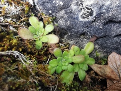 Pinguicula martinezii