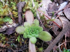Pinguicula martinezii