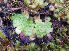 Pinguicula martinezii