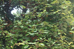 Actinidia chinensis