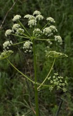 Ligusticum porteri