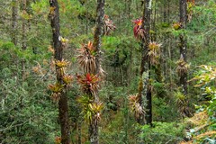 Tillandsia imperialis
