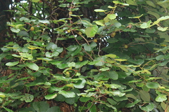 Actinidia chinensis