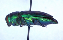 Sphaerobothris ulkei