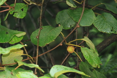 Actinidia chinensis
