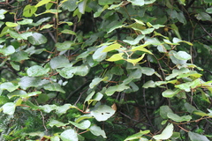 Actinidia chinensis