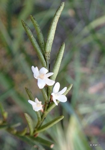 Angraecum humblotianum image