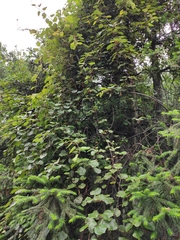 Actinidia chinensis