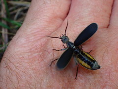 Epicauta cinerea-group
