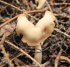 Helvella levis