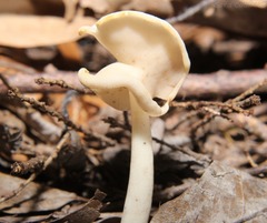 Helvella levis