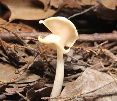 Helvella levis